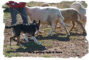 ABCA Tricolor Border collie pup moving in on sheep